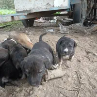 سگ گله و نگهبان (سگ تالشی)|سگ|طاهرگوراب, |دیوار