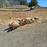 حیوانات مزرعه