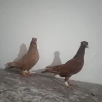 کفتر|پرنده|فیروزه, |دیوار