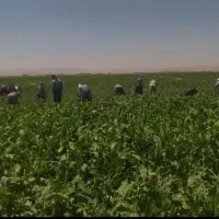 انجام کار های کشاورزی