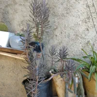 گلهای زیبا|گل و گیاه طبیعی|شیراز, کوشک میدان|دیوار