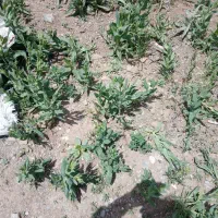 فروش زمین علی زرواوی