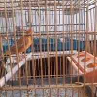 پرنده