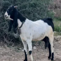 بز افغانی اصلی