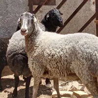 بره ماده ونر