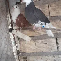 سه کفتر جوجه