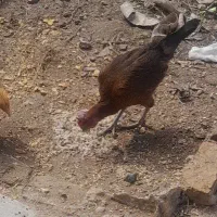مرغ لاری دمه