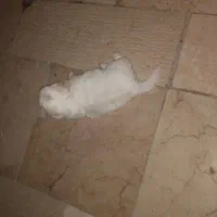 سلام دوستان چشمگیرباشه