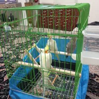 سه تا جوجه عروس هلندی