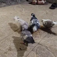 کفتر|پرنده|دورود, |دیوار