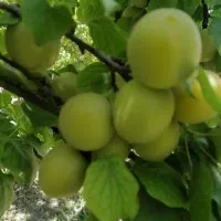 فروش باغ ویلا واجاره شهرابریشم|اجارهٔ کوتاه‌مدت ویلا و باغ|ابریشم, |دیوار