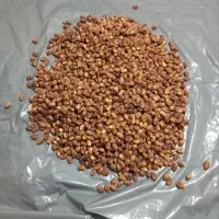 خرما زاهدی اِمسالی.تازه. تازه.|خوردنی و آشامیدنی|مشهد, رسالت|دیوار