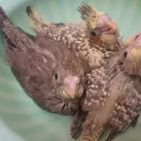 عروس هلندی سریلاکی ۲۵روزه