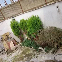 درخت های کاج دائما سبزده ساله کاملا سالم بدون آفت|گل و گیاه طبیعی|رشت, شکار اسطلخ|دیوار