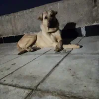 سگ نگهبان|سگ|اسلام‌شهر, شهرک قائمیه|دیوار