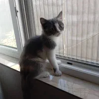 گربه بریتیش سه ماهه