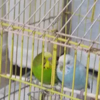 یک جفت مرغ عشق