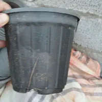 گلدان پلاستیکی|گل و گیاه طبیعی|بندر انزلی, گمرک|دیوار