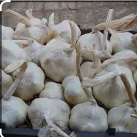 سیر