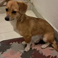 سگ جک راسل اشپیتز ( گم شده )