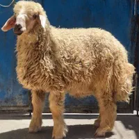 گوسفند قصابی بره(گوشت دار)