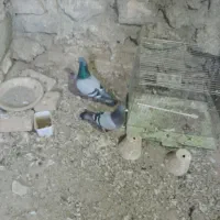 شامی یول گلن معاوضه با مرغ یا جوجه