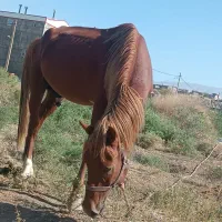 اسب نریان|اسب و تجهیزات اسبسواری|جلفا, |دیوار