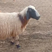 گوسفند ماده نرم