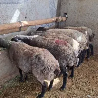 میش بره بزغاله|حیوانات مزرعه|پاکدشت, پاکدشت (مامازند)|دیوار