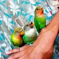 شهر پرندگان کاسکو گیرین سنگال راهب خورشیدی لوری|پرنده|تهران, جیحون|دیوار