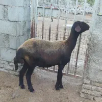 گوسفند یک شکم