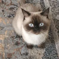 نژاد اسکاتیش هیمالین نژاد کمیاب نر می‌باشد|گربه|گلبهار, شهر جدید گلبهار|دیوار