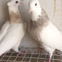 کبوتر طوقی نروماده هفت رنگ