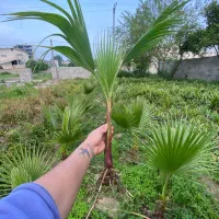 پالم واشنگتون ریشه پرس