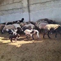 فروش گوسفند وره مار ابستن و قوچ|حیوانات مزرعه|نکا, |دیوار