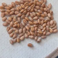 گندم تمیز اکلید بو جاری شده