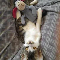 بچه گربه قشنگ
