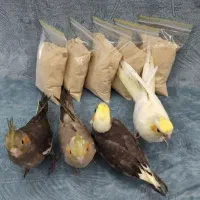 سرلاک پرندگان طوطی عروس هلندی کوتوله گرینچیک