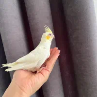 فروش جوجه سرلاکی عروس هلندی|پرنده|شیراز, عادل آباد|دیوار