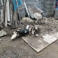جوجه اردک اسرائیلی ۲ ماهه
