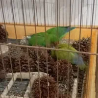 طوطی برزیلی|پرنده|شیراز, گلشن|دیوار