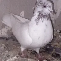 کبوتر بلند پرواز