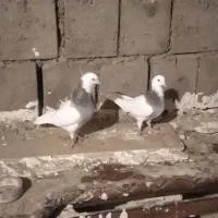 طوقی قرمز|پرنده|شاهین دژ, |دیوار