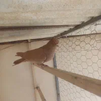 کبوتر زرد آنتیک