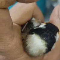 جوجه سهره سرد سیری