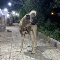 سگ سرابی