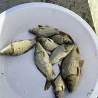 ماهی داریم|ماهی|قم, هفت تیر|دیوار