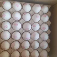 فروش تخم مرغ ساده محلی عمده و ارزان