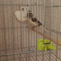 قناری|پرنده|قزوین, |دیوار