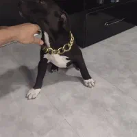 توله سگ پیتبول اصیل